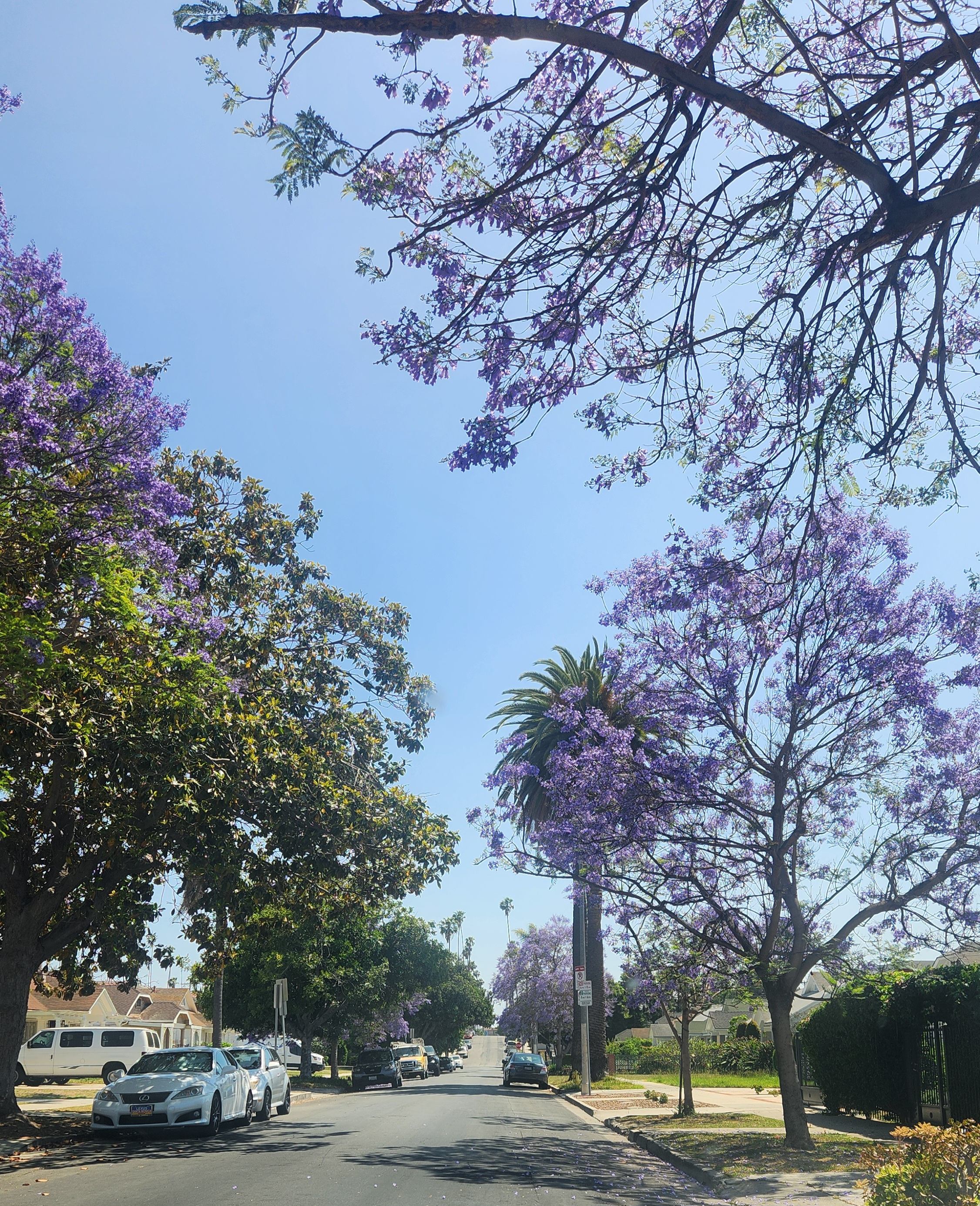자카란다 (Jacaranda mimosifolia)
