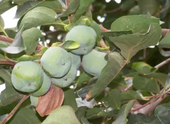 태추단감 가격, 효능과 영양성분