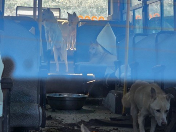 사진은 오물이 가득한 버스 안에 방치된 30여 마리의 개들. [사진=동물권혁명 캣치독팀 제공 ]