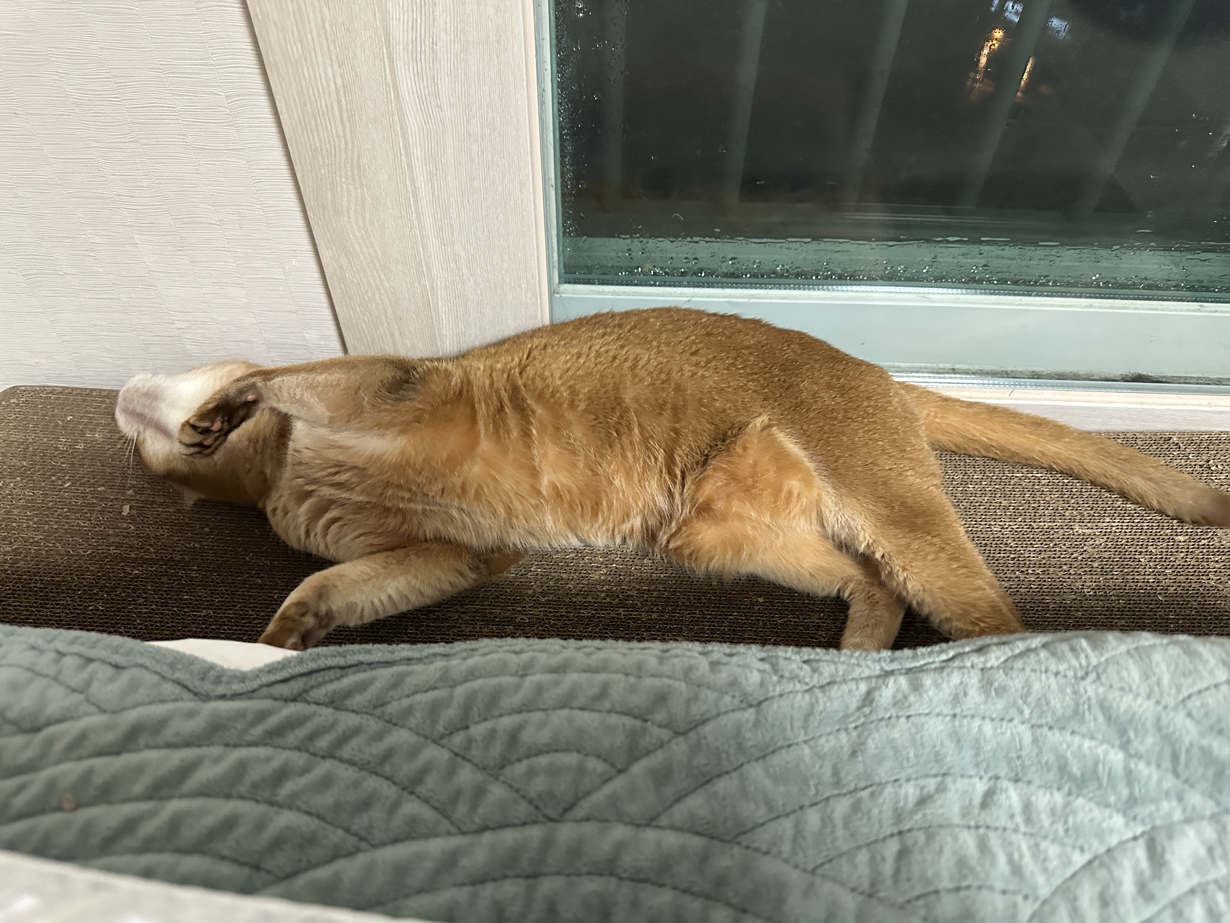 사랑방이_되어버린_새_스크래쳐_위에서_발라당_뒹굴고_있는_아비시니안_루나