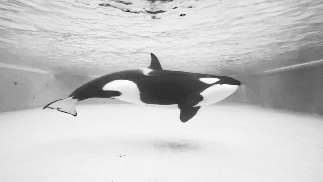 Whale.