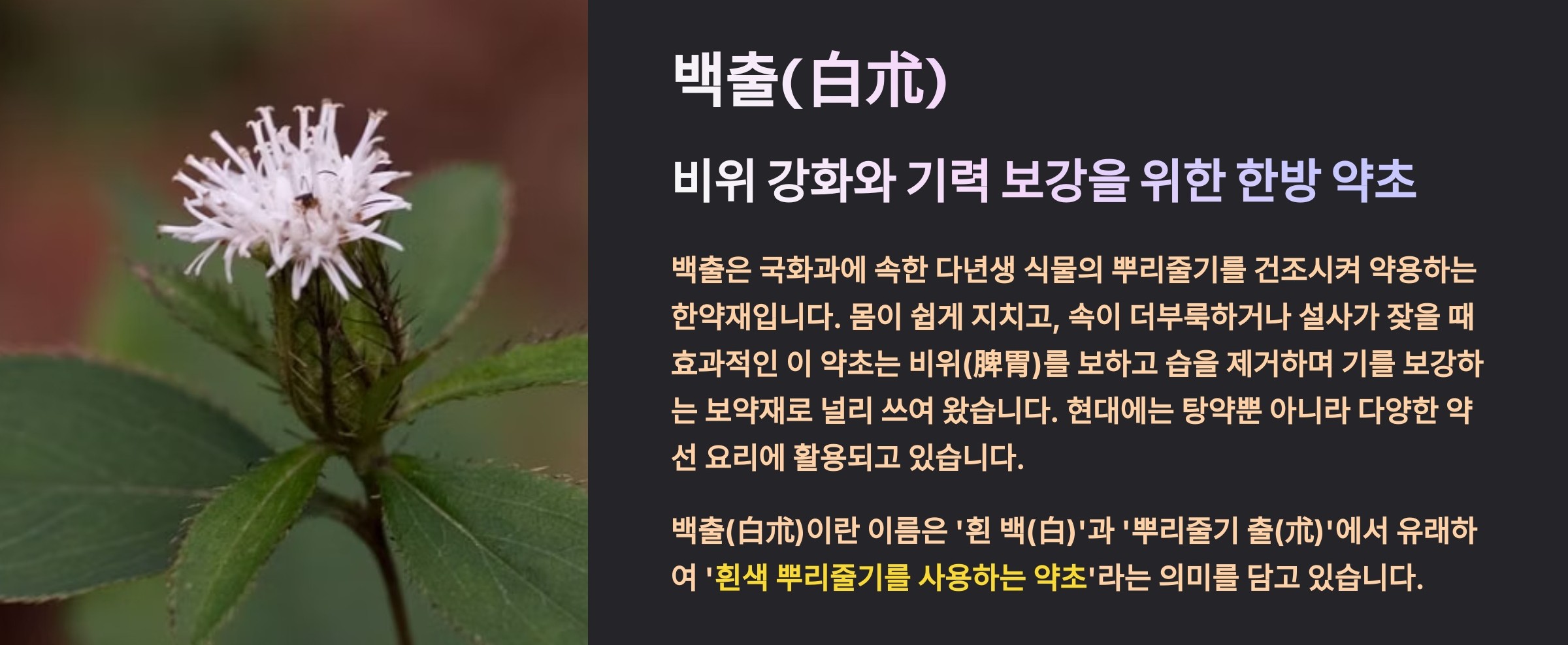 백출(삽주)