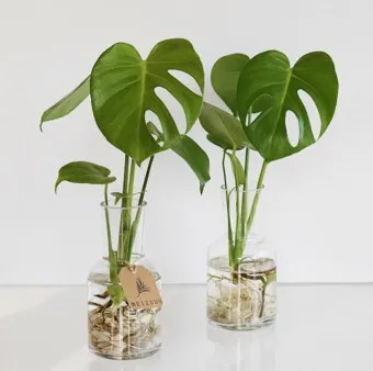 수경재배 준비 병선택 뿌리관리 액비투여 물갈이주기 가이드_11