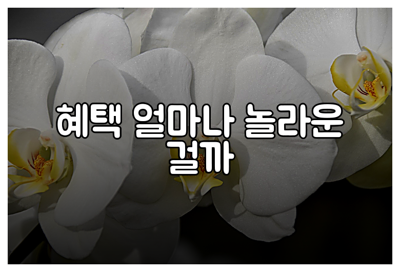 혜택 얼마나 놀라운 걸까