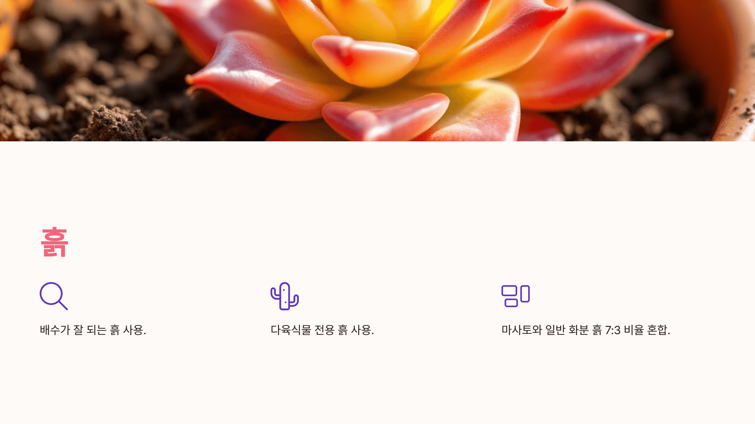 칼랑코에 사진입니다.