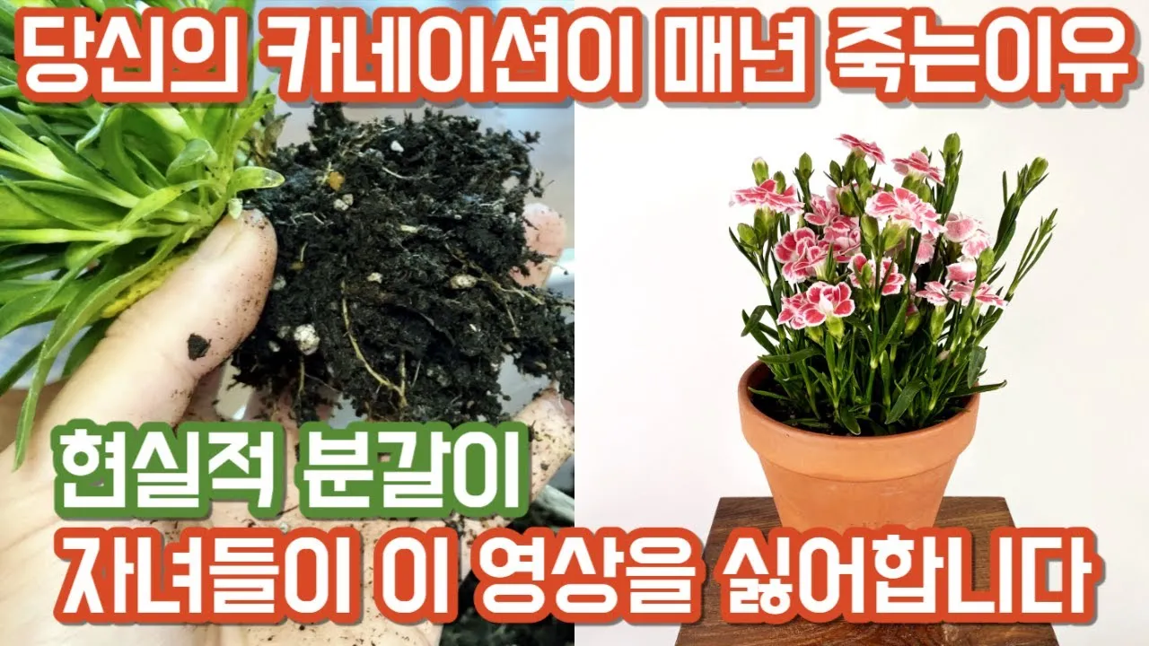 카네이션 재배 삽목 번식 거름 주기 연중 개화_8
