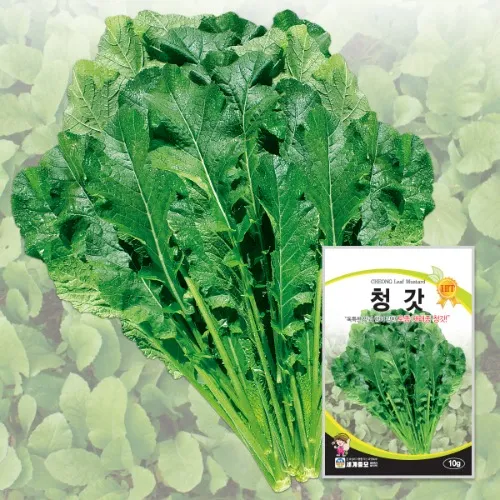 &amp;quot;청갓