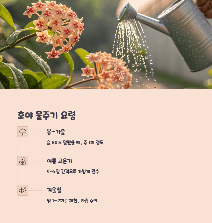 호야 물주기