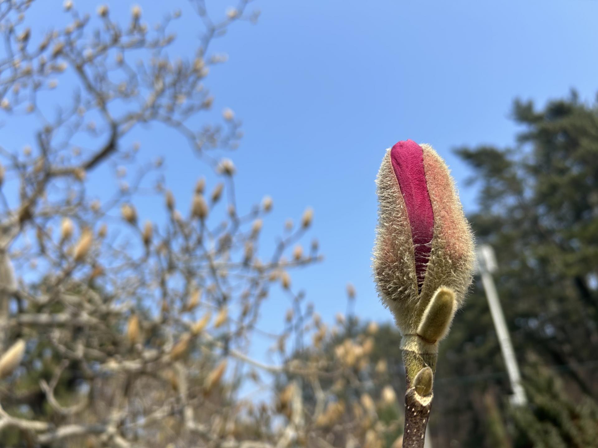 태안 천리포 수목원 목련축제 2025 주차 맛집 꿀팁 총정리