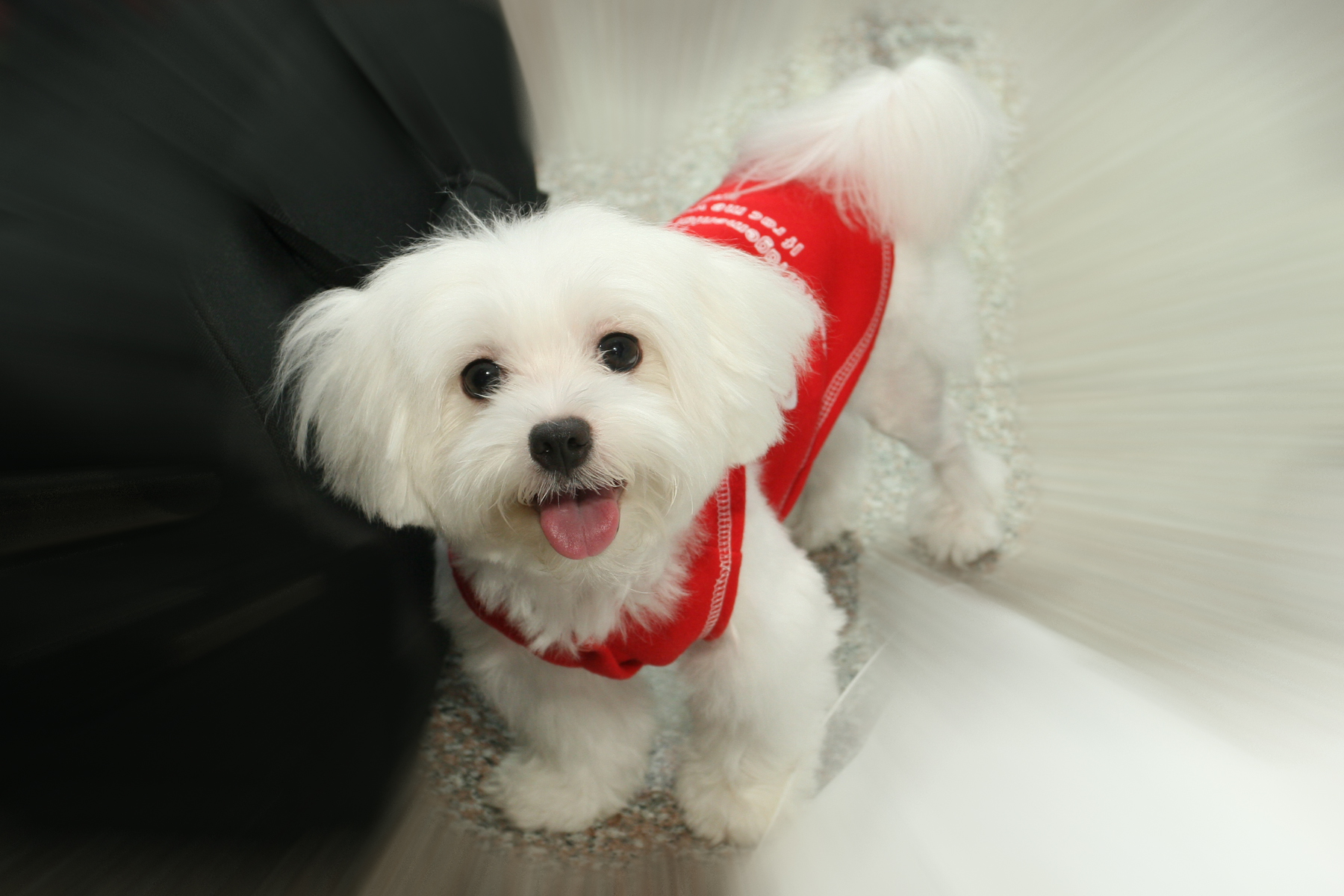 반려동물 응급키트 관련 사진