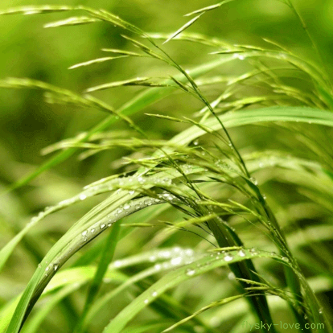 팔마로사 (Palmarosa)&#44; 팔마로사 오일