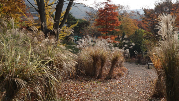 금강수목원