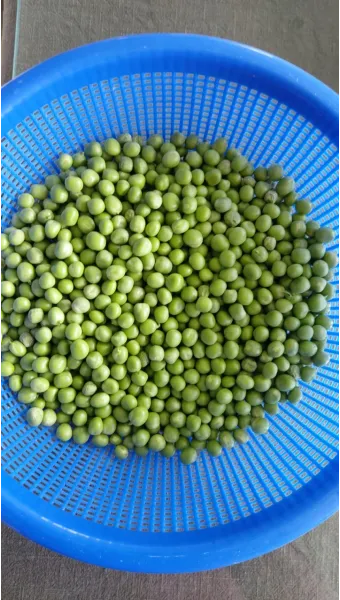 완두콩 재배 추위 견디기 지주 세우기 꼬투리 수확_4