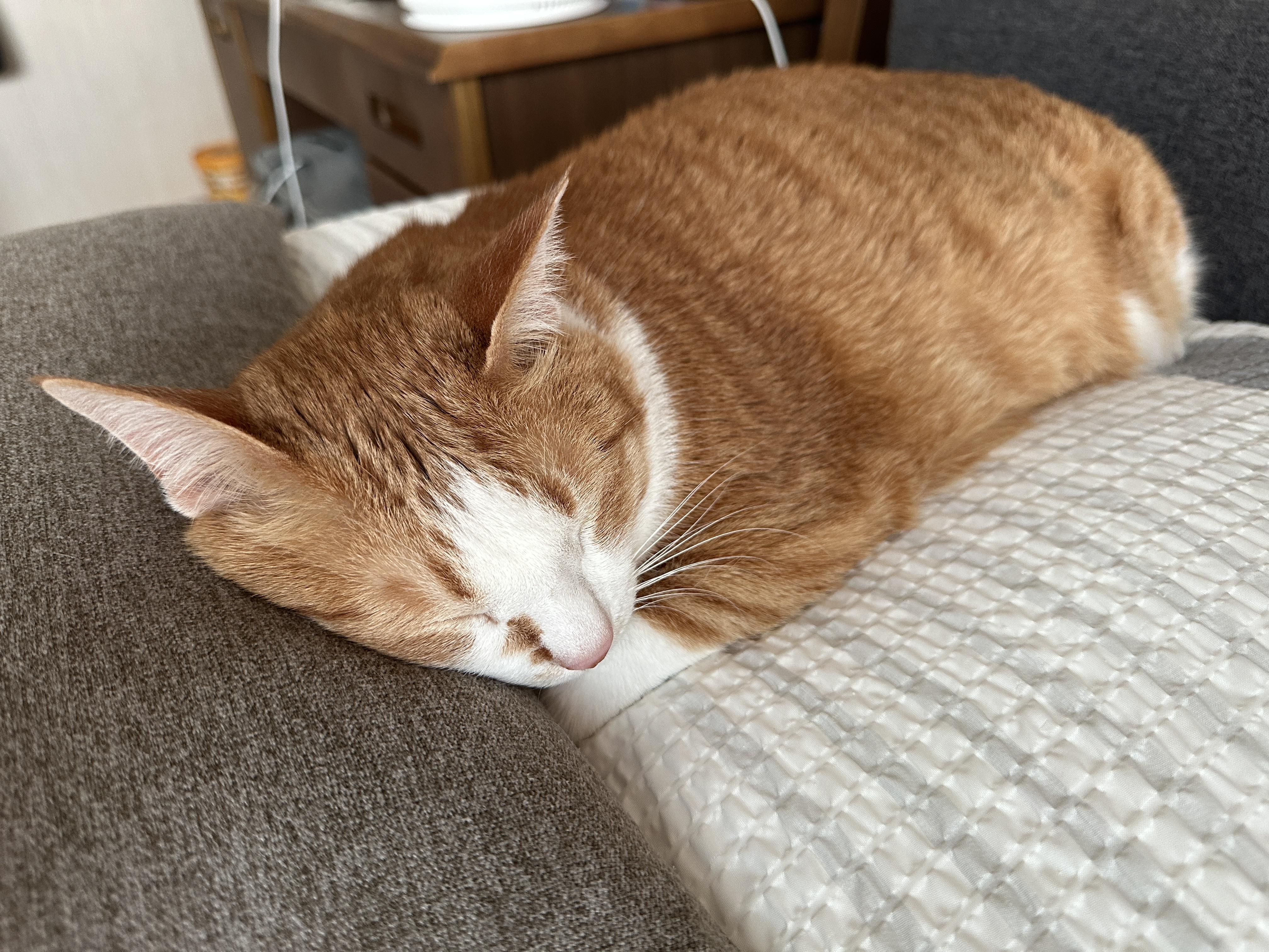 12월3일_호야_상태_고양이_황달