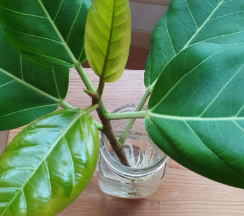 뱅갈고무나무 삽목