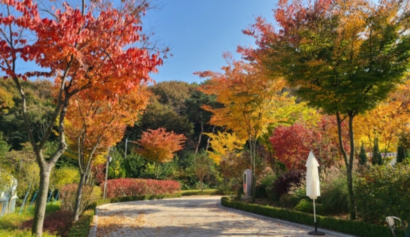 용인/새로운/인기/핫플/용/자작나/숲