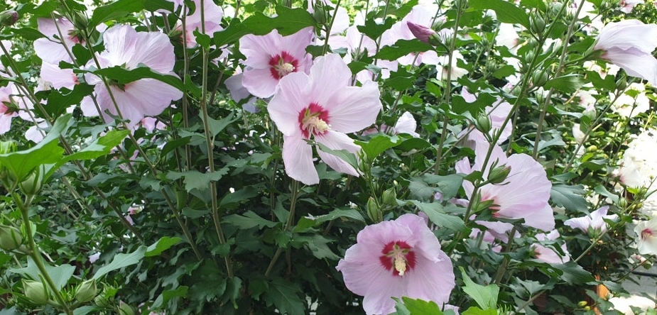 미동산수목원 무궁화