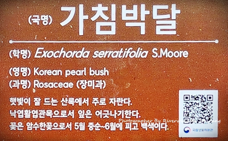 가침박달나무 정보