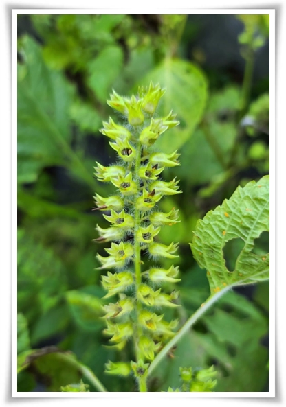 &quot;10월, 들깨 수확해야 해요!&quot; 건강과 맛을 한 번에 얻는 들깨 수확법!