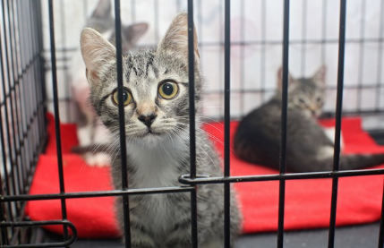 케이지 안에서 바라보는 보호 고양이.