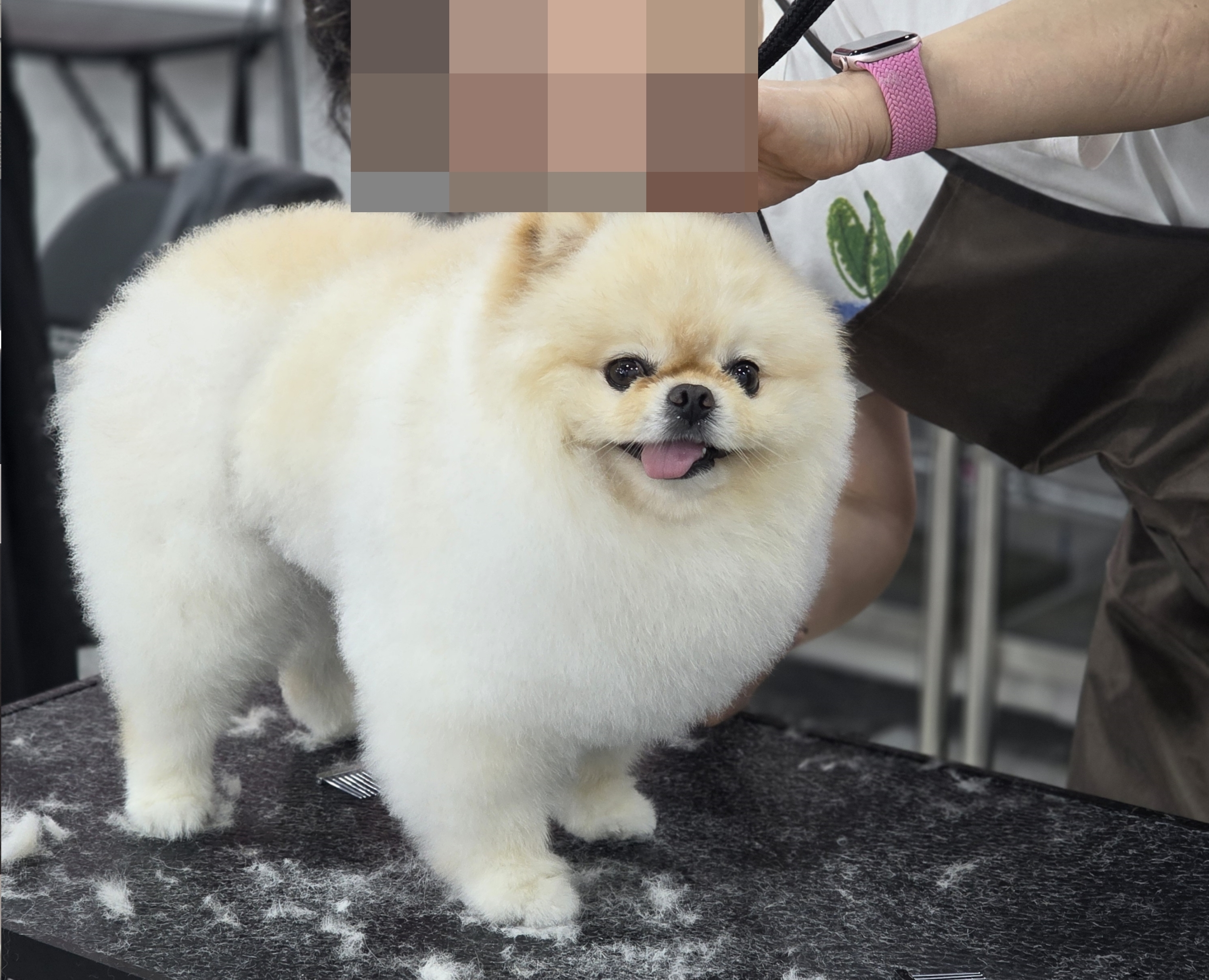 대전_관저동애견미용학원