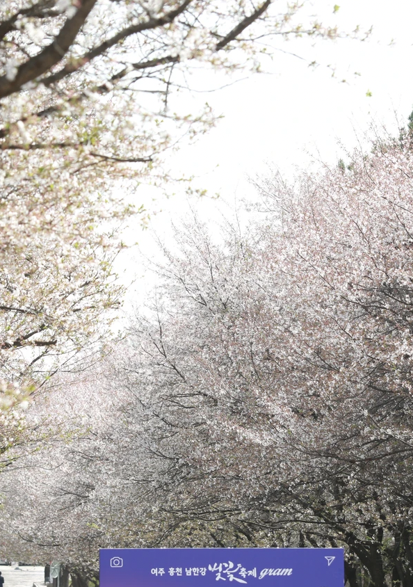 벚꽃 개화시기 2024 축제 일정 및 명소 추천