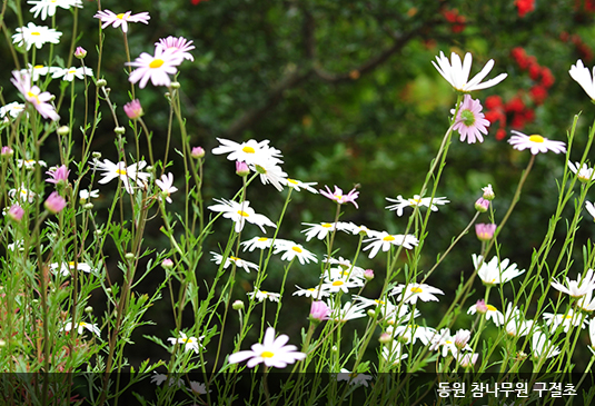 대전 한밭수목원 꽃구경