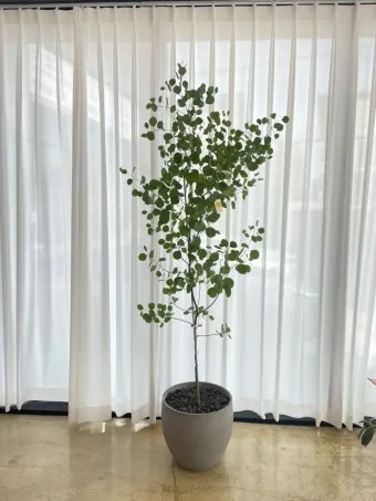 유칼립투스 물주기 향기유지 가지치기 환기관리 실내에서 키우는 요령_36