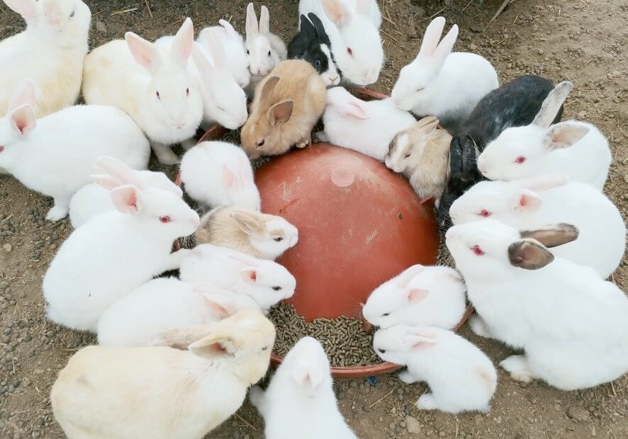 율봄식물원 딸기시즌&amp;#44; 체험하고 식물 동물까지! 식물원과 어우러지는 전원풍경 정원에서 이루어지는 계절 농촌체험입니다. 