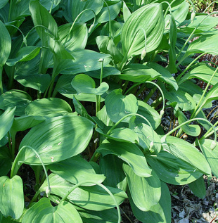명이나물 효능 부작용 고르는법 영양성분 먹는법