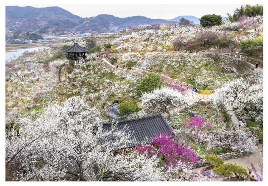 광양매화축제