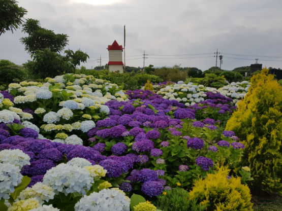 제주-베니스랜드의-수국