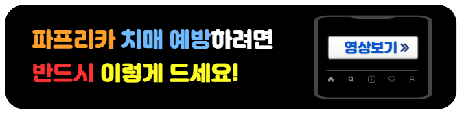 파프리카-치매예방효과