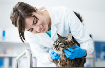 수의사와 고양이.