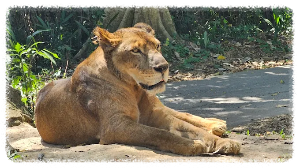 발리 사파리 마린 파크