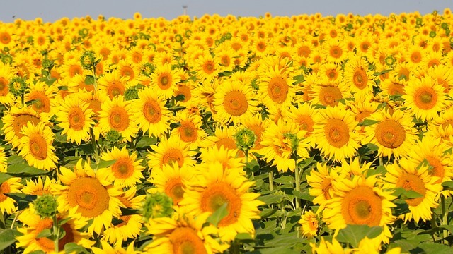 태백 해바라기 축제