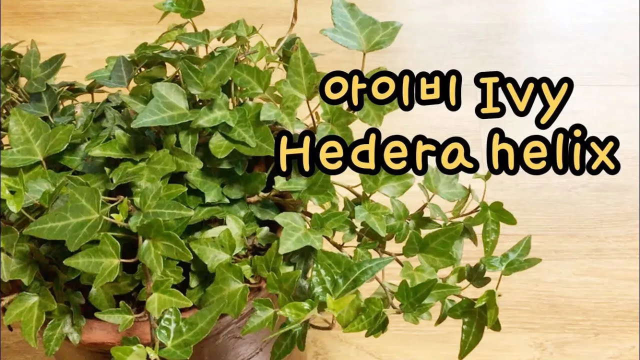 아이비 물주기 수경재배 삽목번식 빛관리 초보도 금방 성공_7