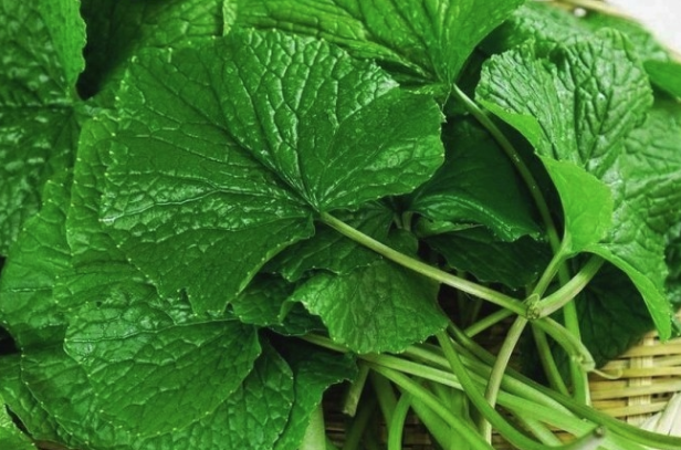 💚 “와사비잎 추출물 효능과 다이어트, 부작용 있을까” 직접 써보고 느낀 점까지 솔직히 후기!