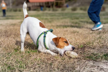 개가 돌과 모래를 먹어버리는 이유