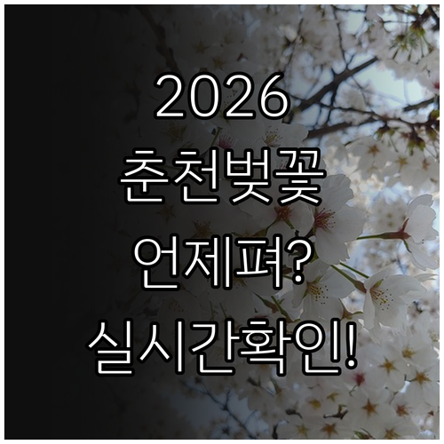 2026년 춘천 벚꽃 개화 만개일 및..
