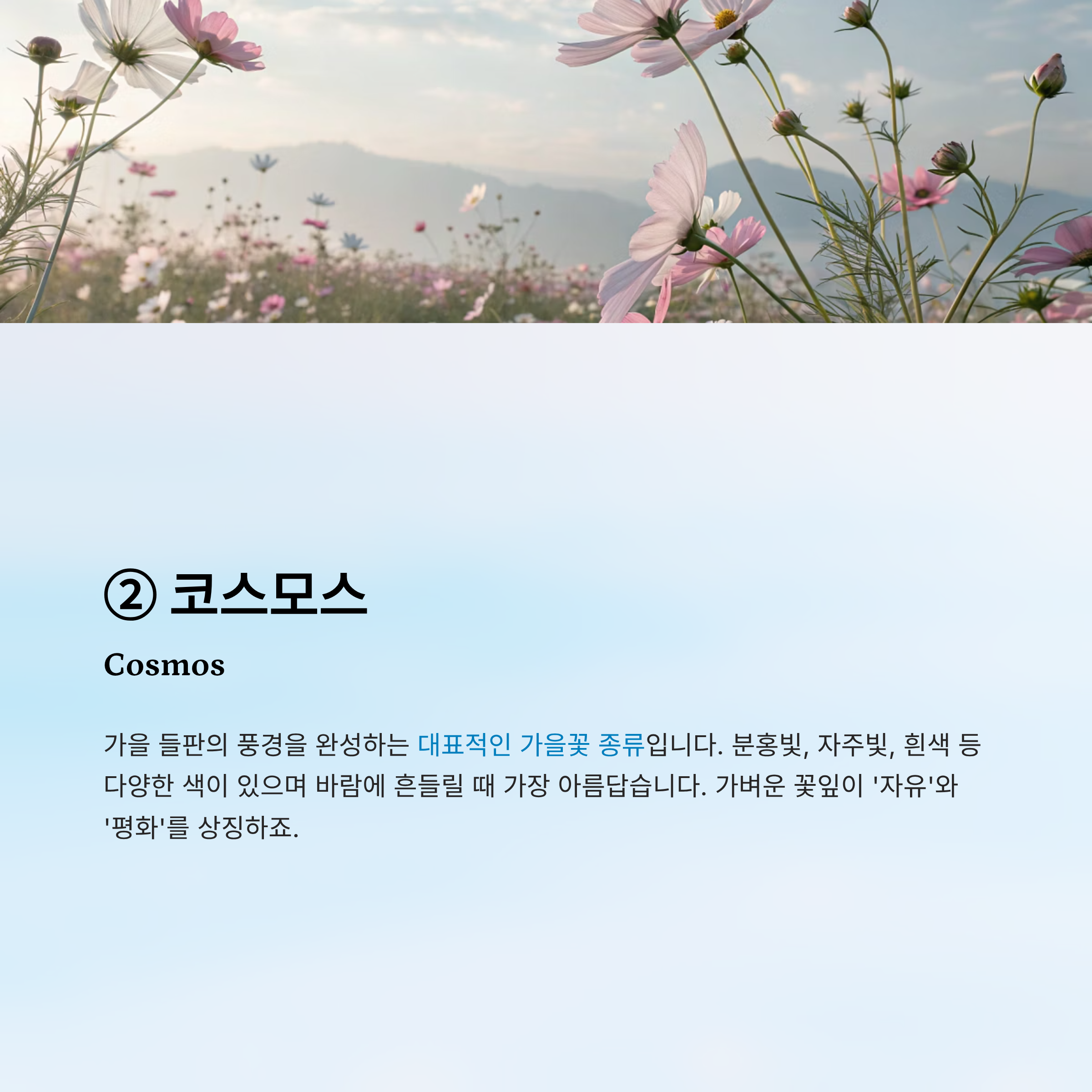 가을꽃 종류 알아보기