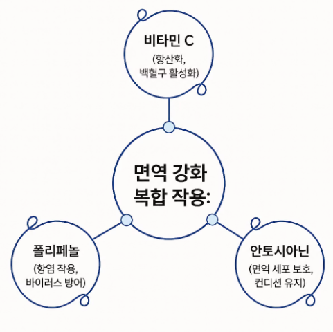 아로니아 효능