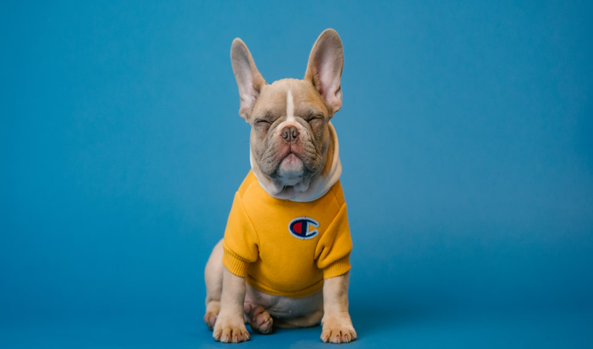 졸고-있는-회색-강아지