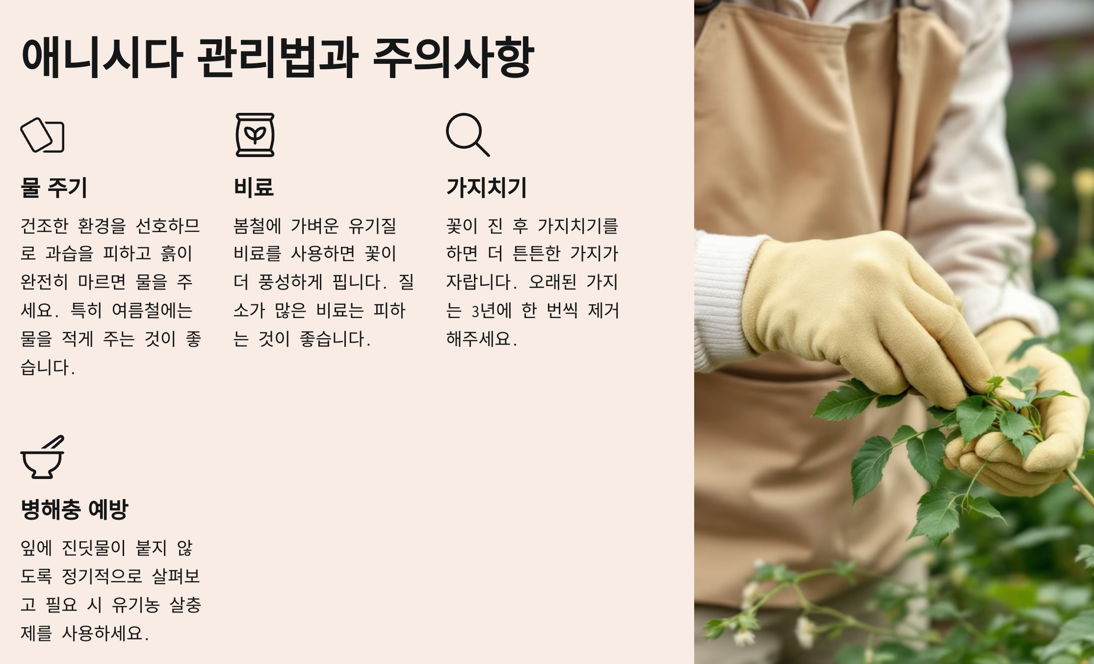 애니시다(금작화)