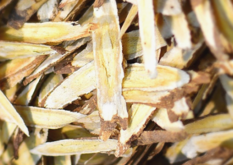 간에 좋은 한약재