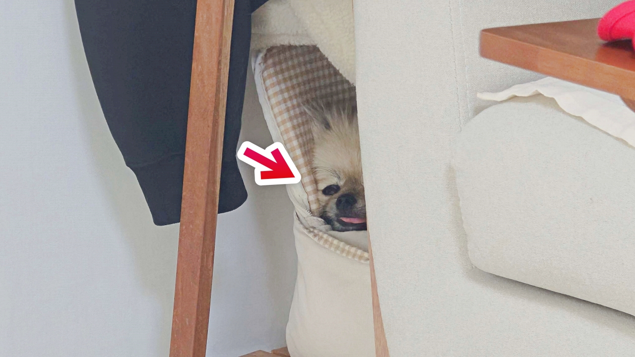 혼자 집에서 가방에 들어간 강아지