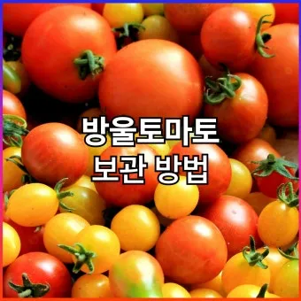 2주 이상 방울토마토 보관 시 꿀팁 오래 보관_20