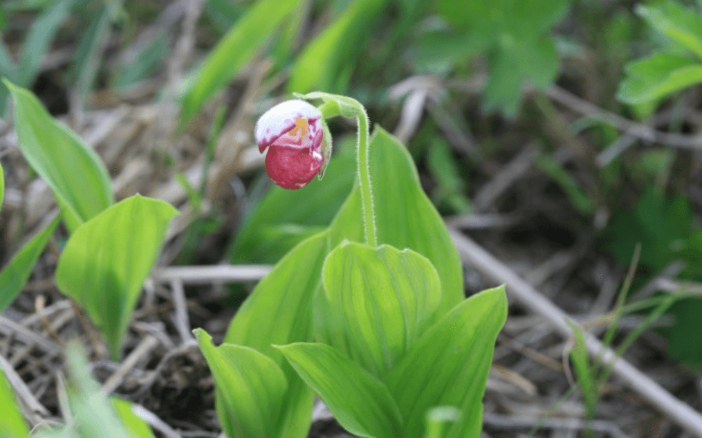 멸종위기 동식물 털복주머니란을 지키는 방법: 난초류 서식지 ‘균근·그늘·토양’ 보전