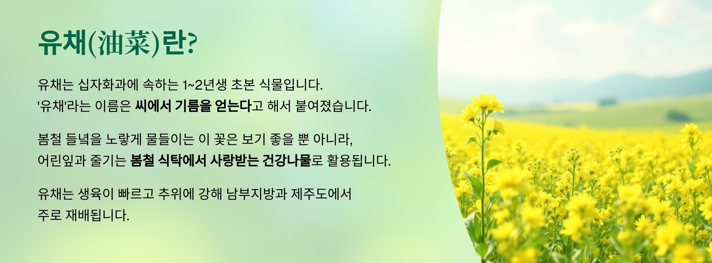 유채(油菜)란?