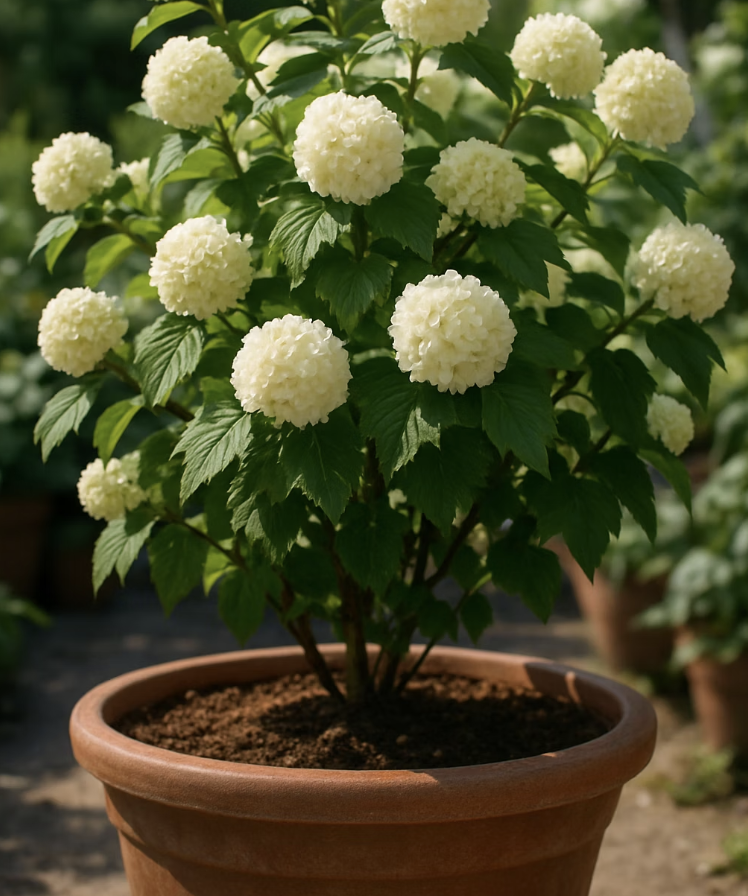 봄의 웨딩 부케&amp;#44; 설구화 키우기 A to Z